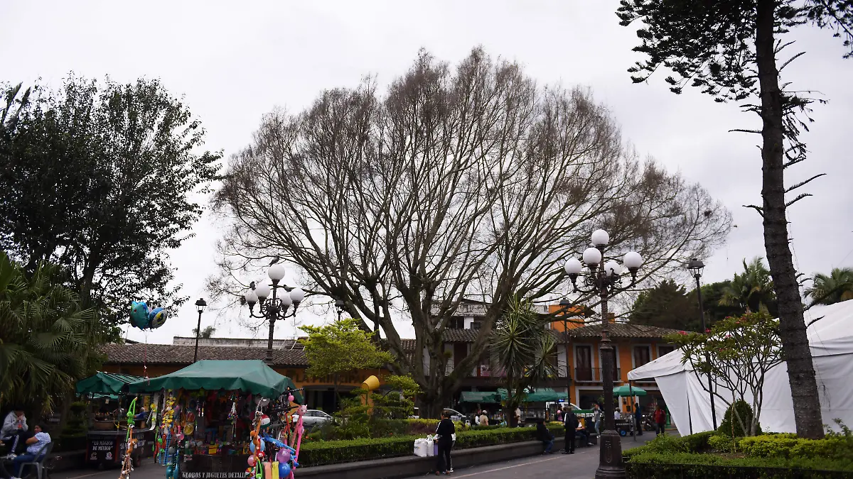 RENÉ-ÁRBOL COATEPEC